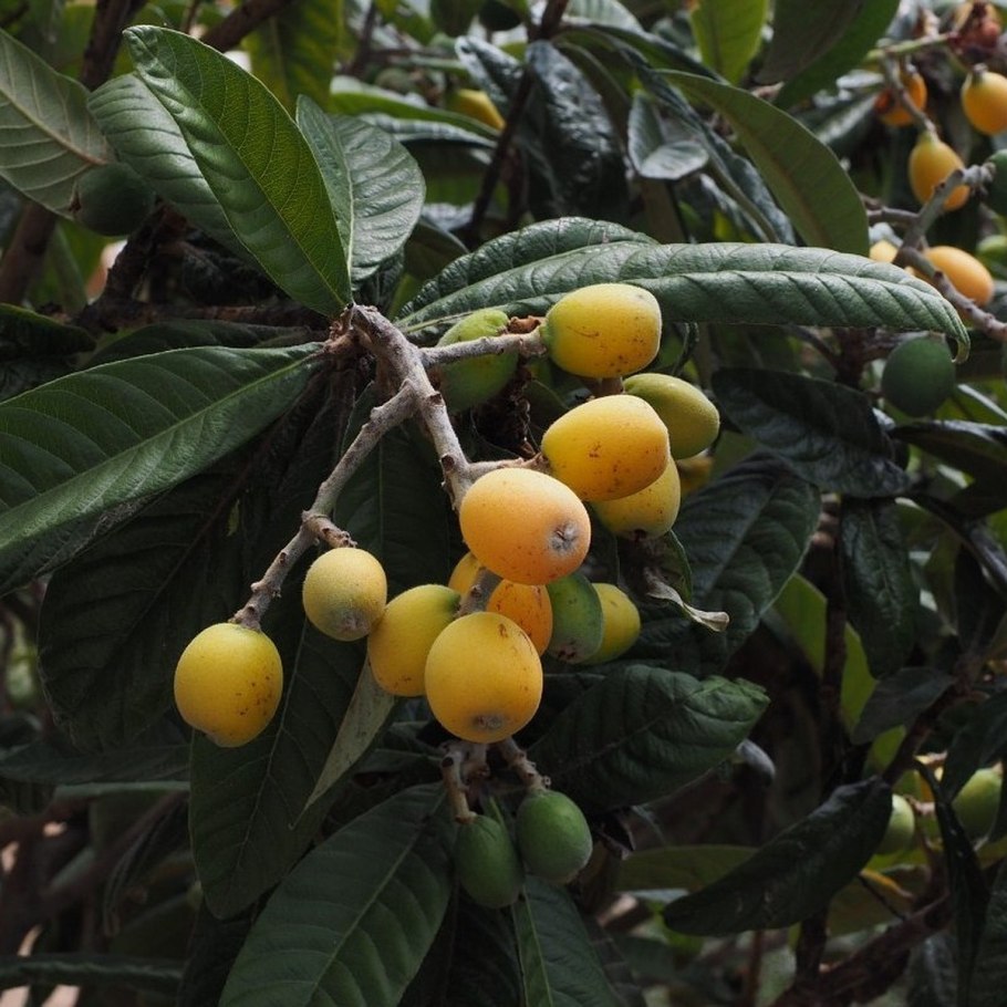 Эриоботрия японская (мушмула японская) (eriobotrya japonica)