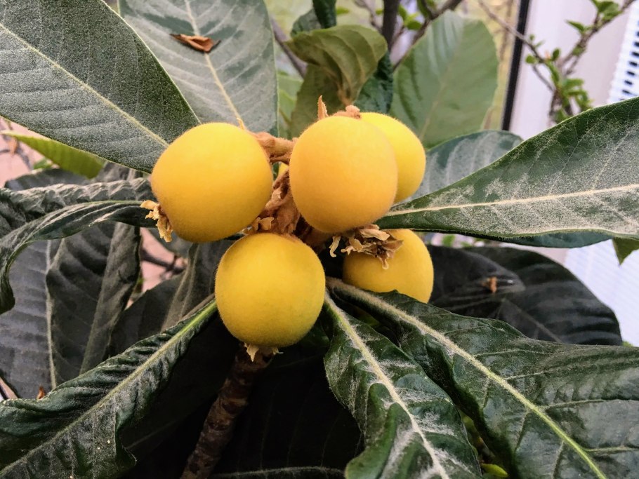 Растение мушмула