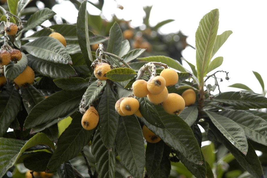 Мушмула германская кавказская