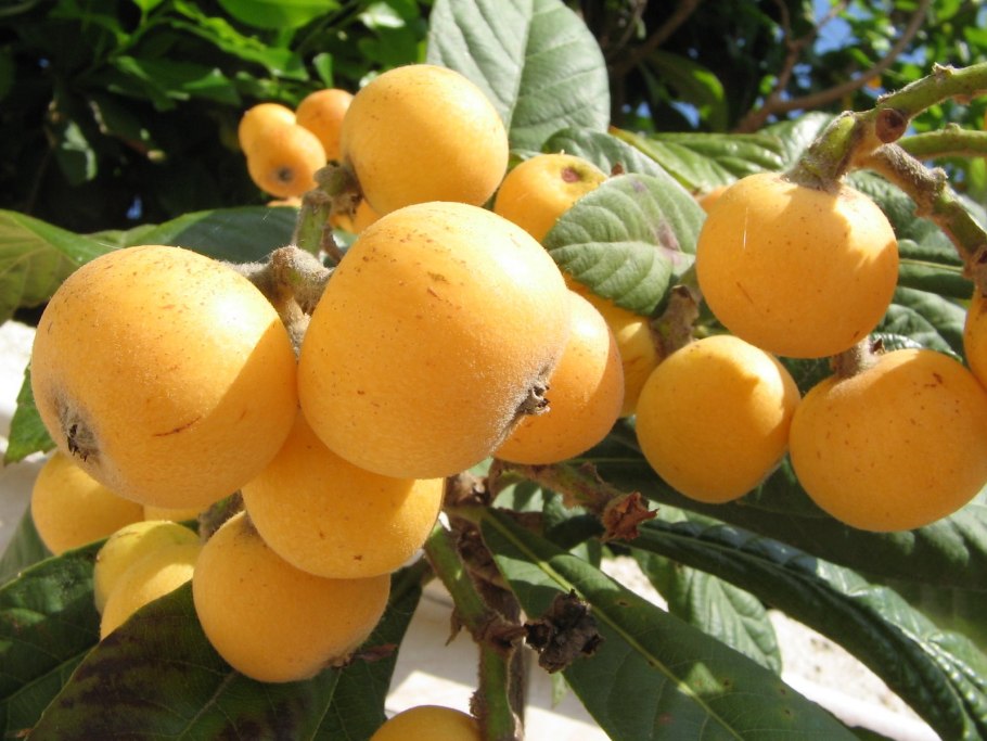 Мушмула Сочинская