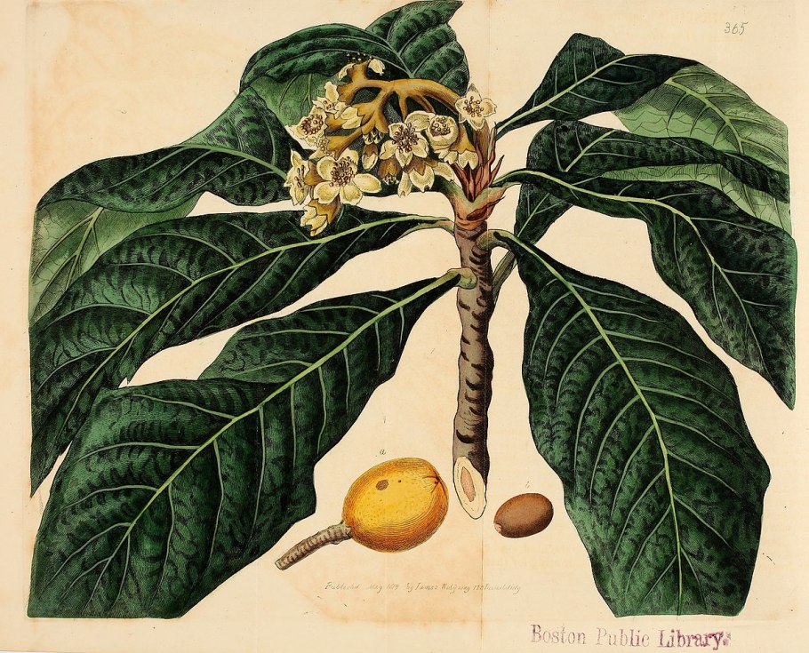 Эриоботрия кубики