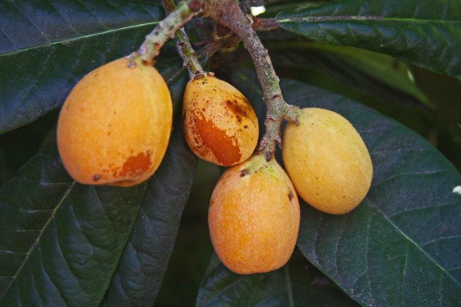 Mespilus germanica мушмула германская