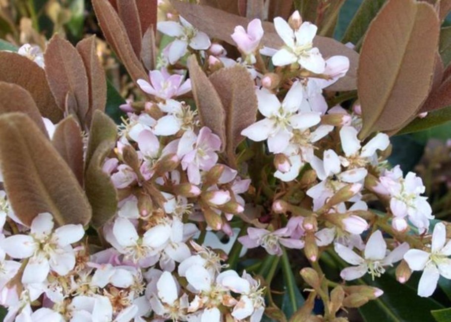 Эриоботрия коппертон