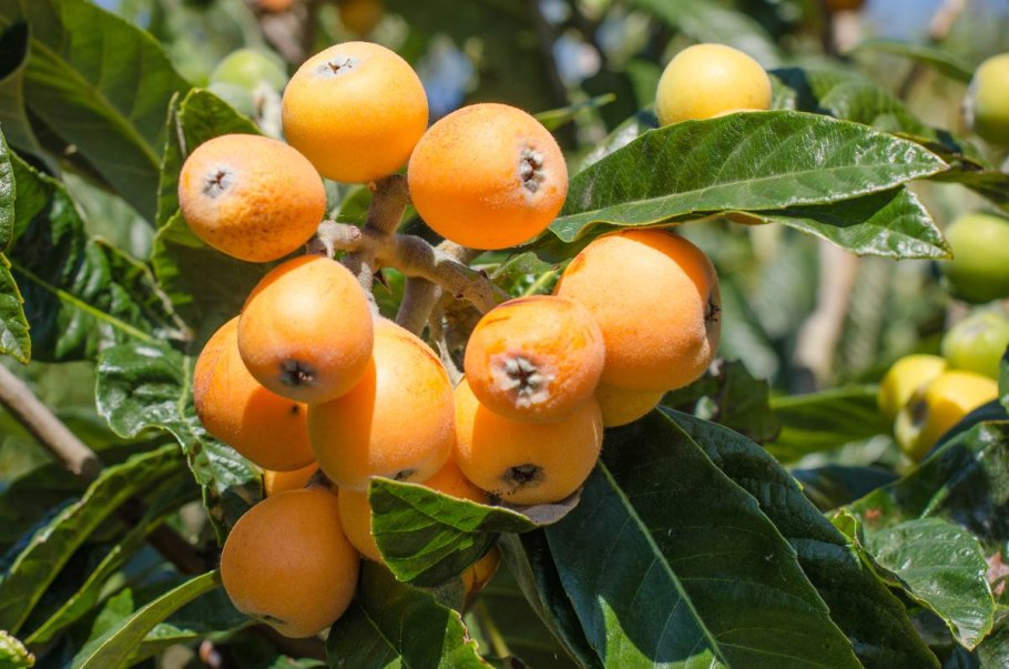 Мушмула японская Eriobotrya japonica