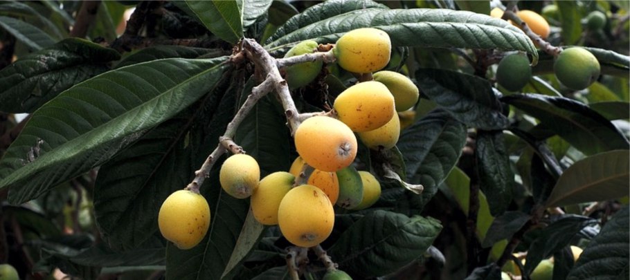 Мушмула фрукт