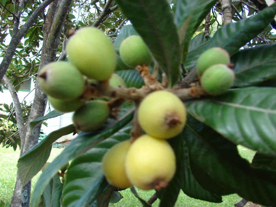 Мушмула германская сандра