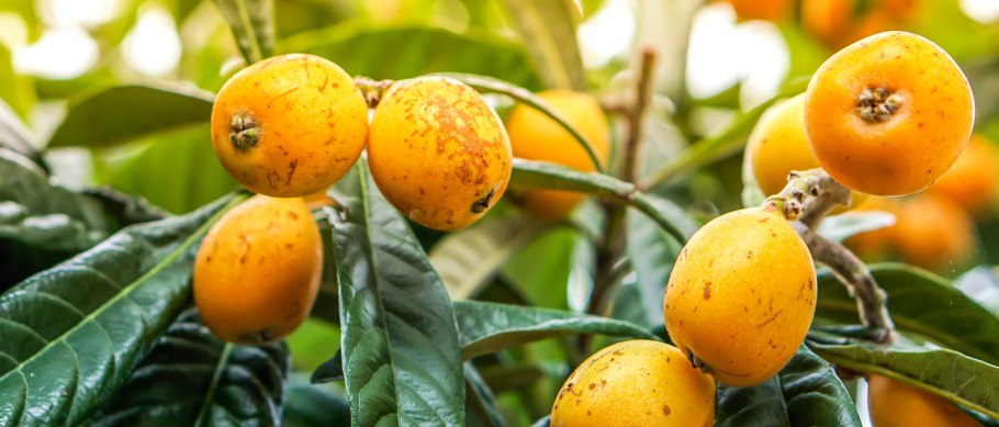 Мушмула азгиль