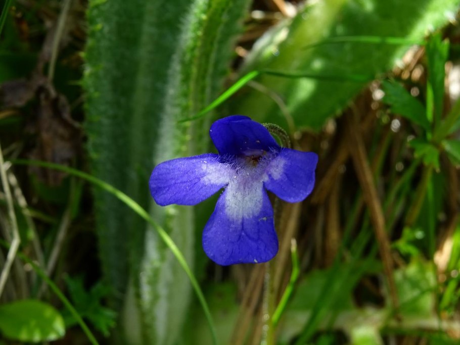 Жирянка обыкновенная фото