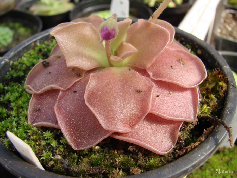 Жирянка моранская