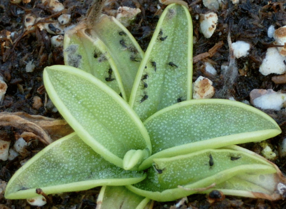 Росянка и жирянка