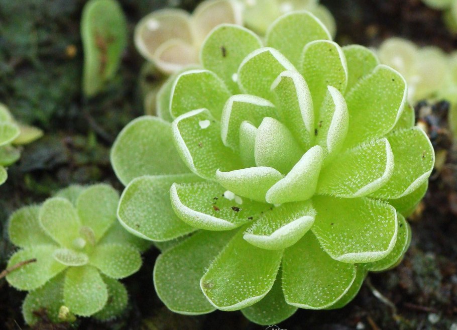 Жирянка моранская