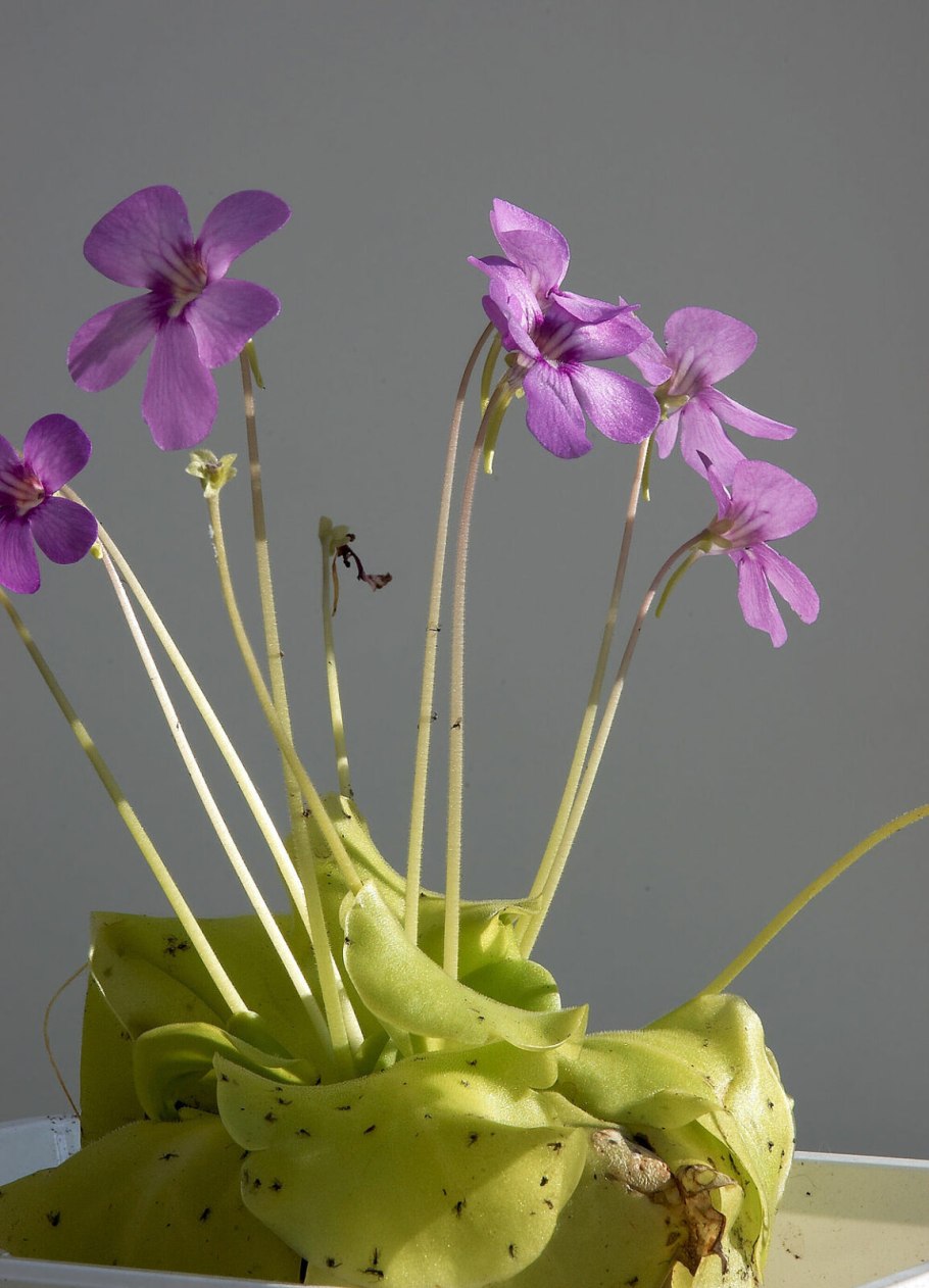 Двучленные цветки это