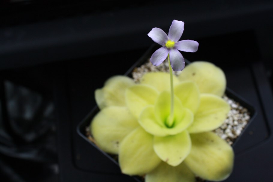 Жирянка весера