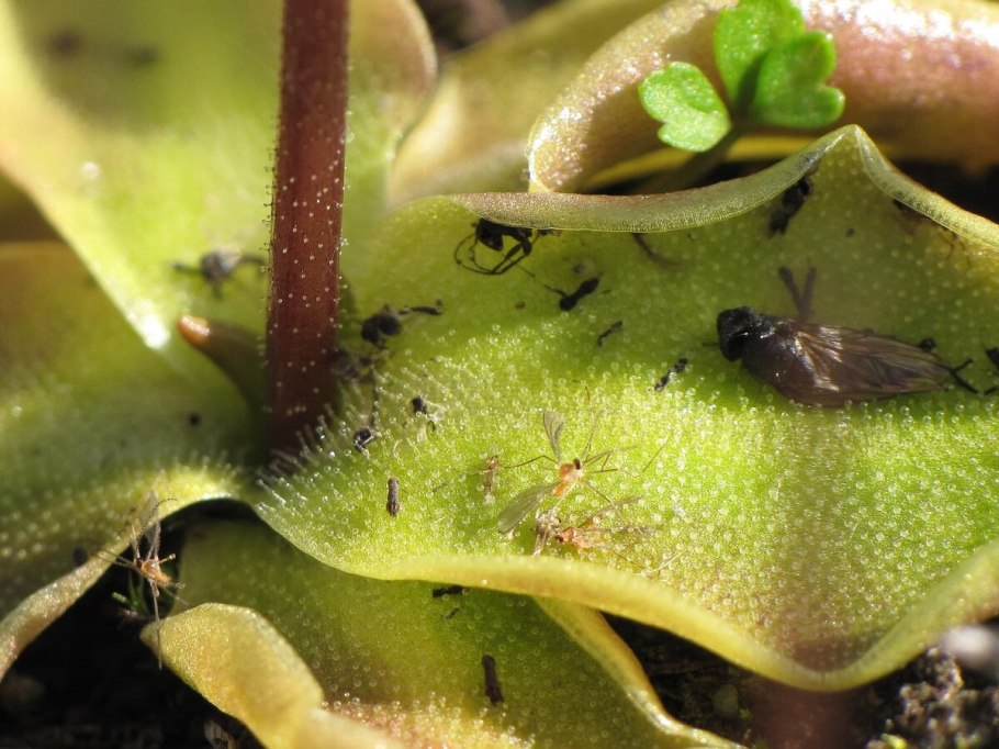 Жирянка растение хищник