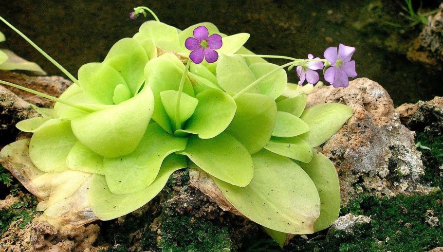 Жирянка растение хищник