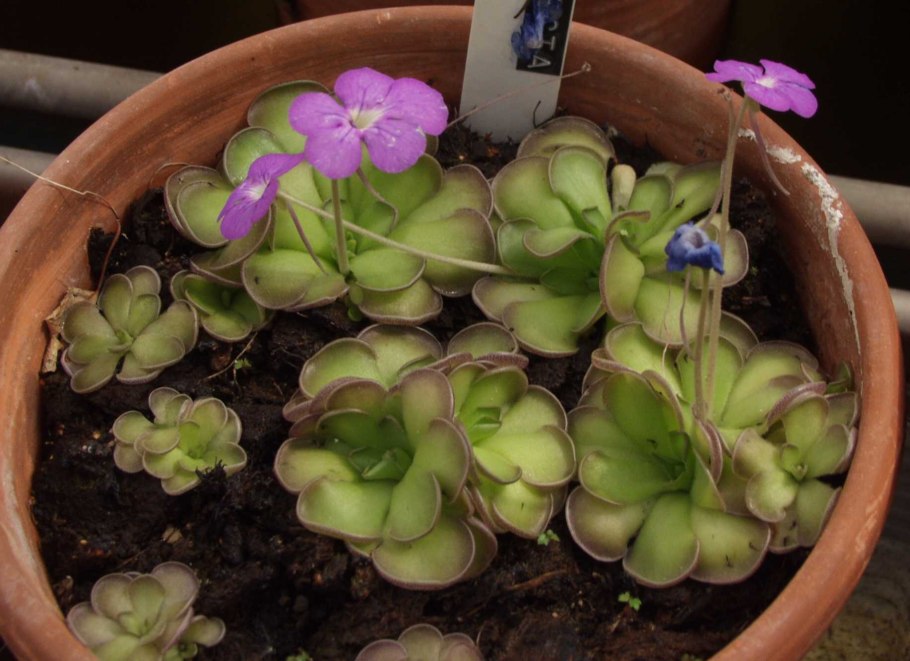 Жирянка моранская