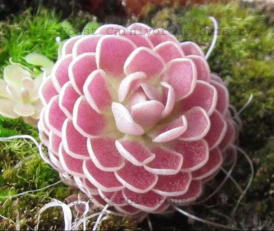 Жирянка растение