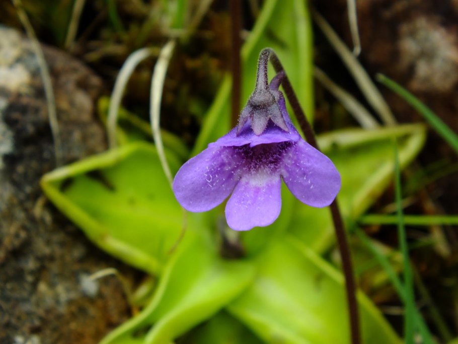 Жирянка обыкновенная Pinguicula vulgaris