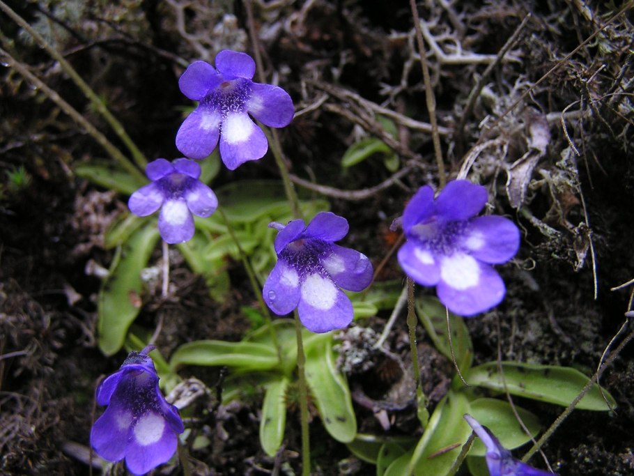 Pinguicula vulgaris