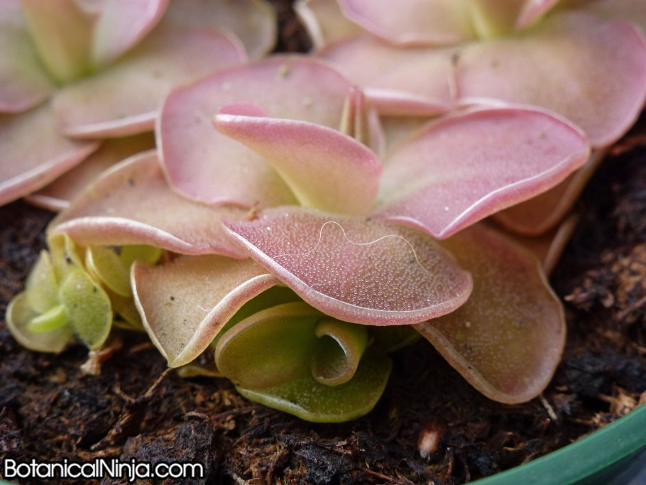 Лягушка жирянка