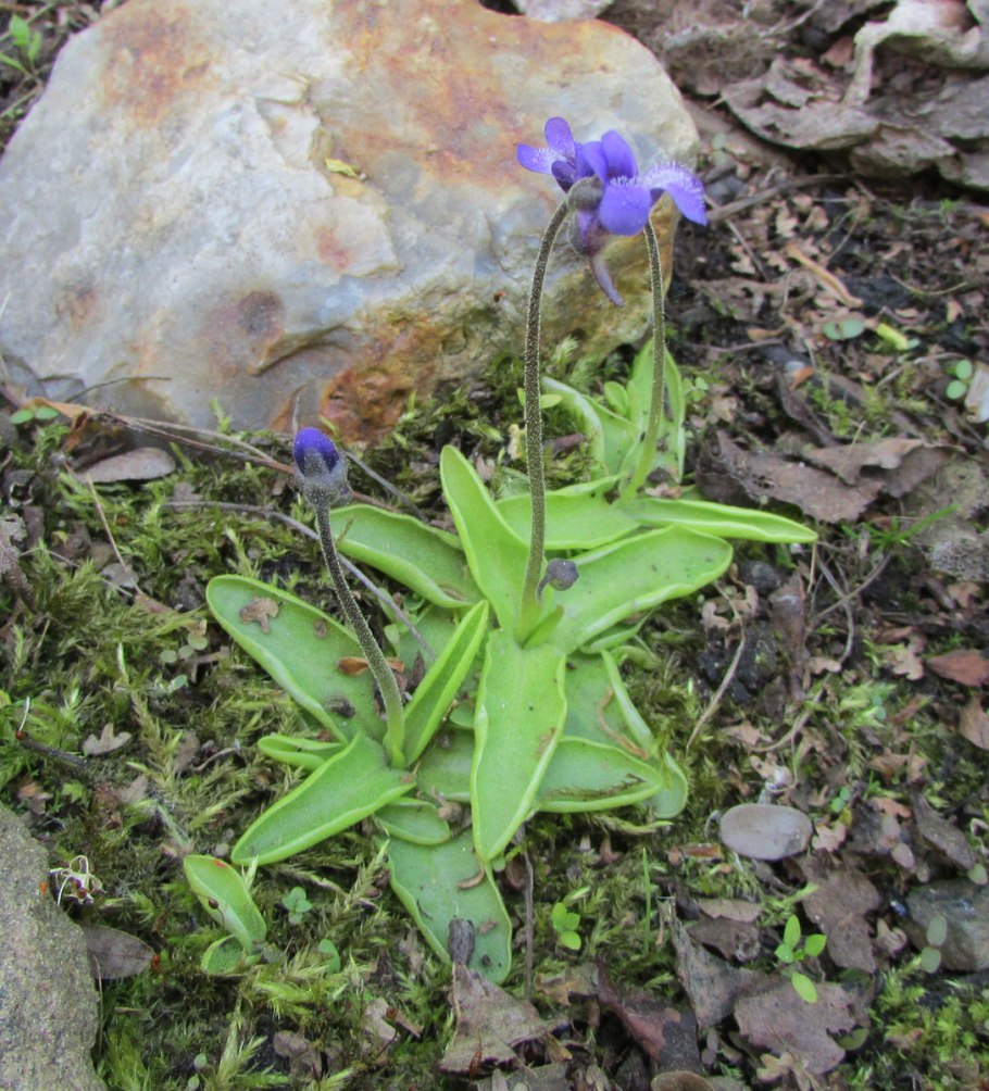 Pinguicula grandiflora