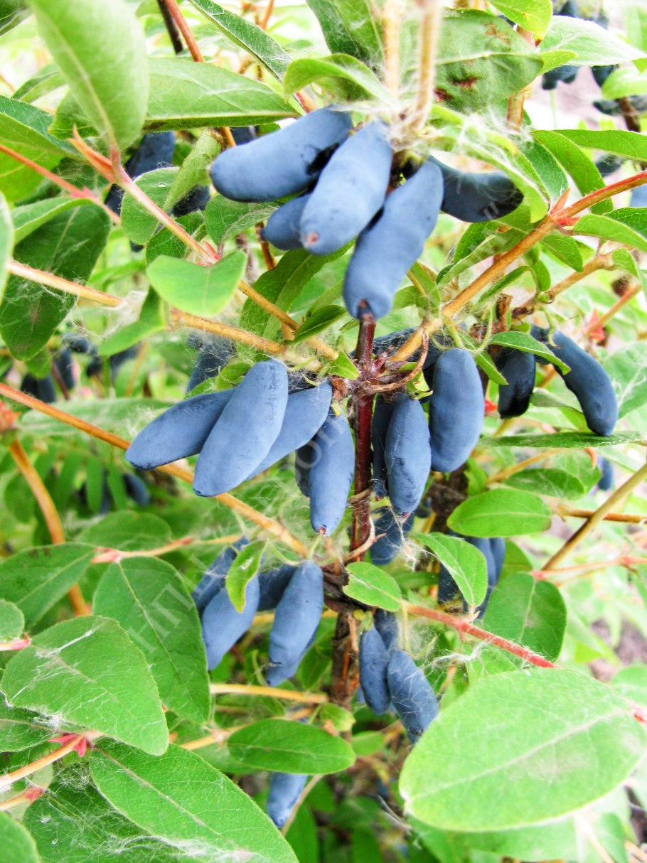 Жимолость голубое веретено