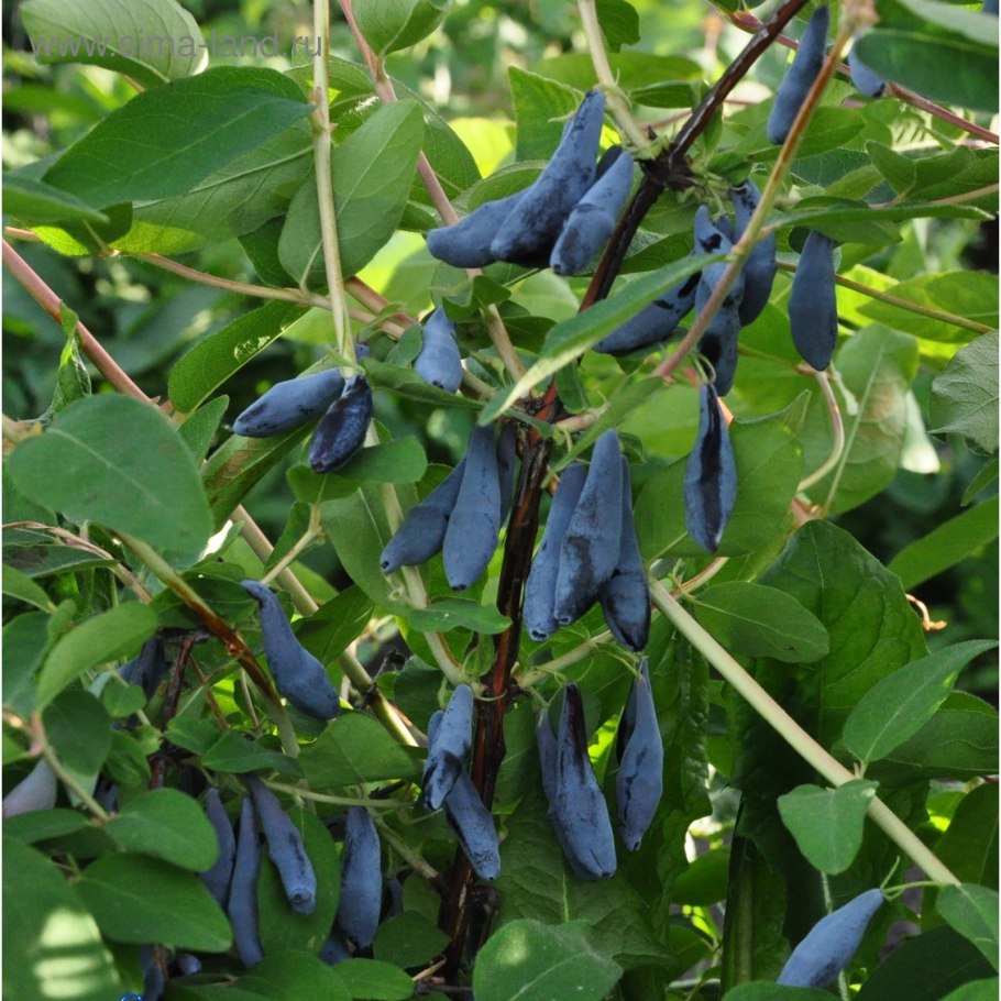 Жимолость Сильгинка