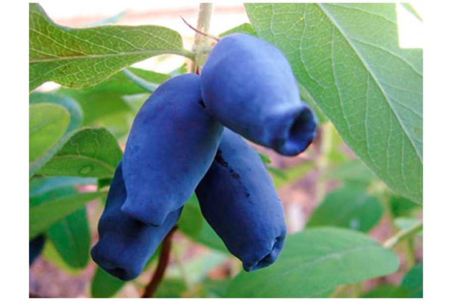 Жимолость съедобная Бакчарский великан