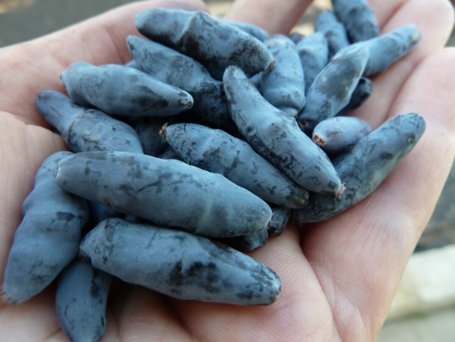 Бакчарский великан жимолость