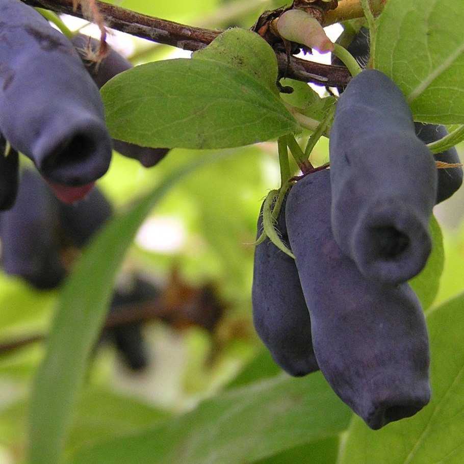 Жимолость съедобная Длинноплодная