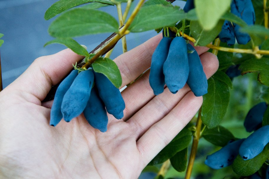 Жимолость съедобная Герда