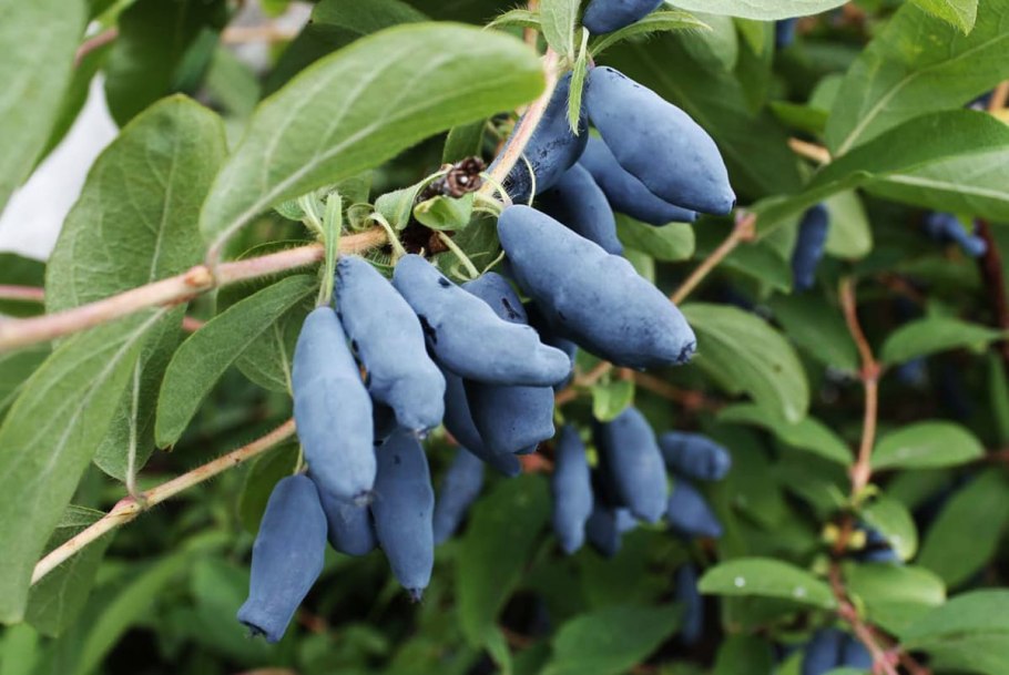 Жимолость Морена куст