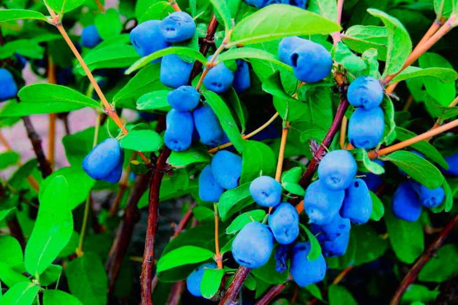 Жимолость Lonicera edulis