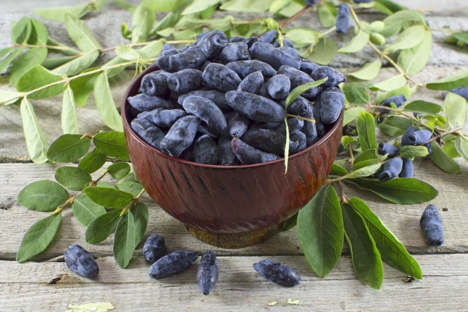 Жимолость Бореал Бьюти