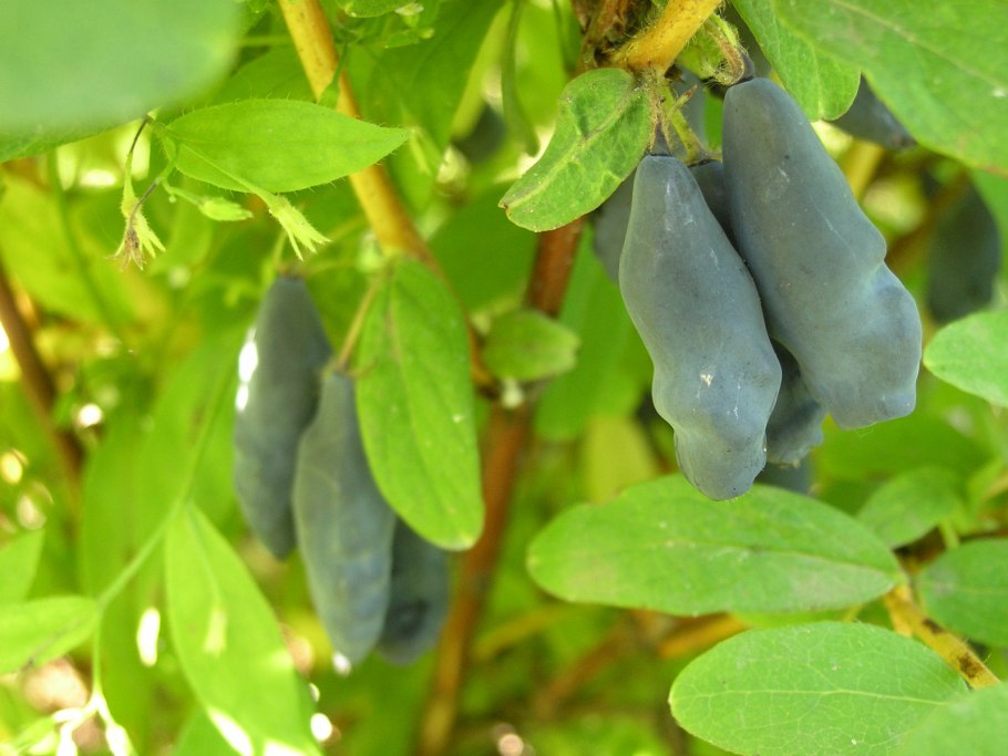 Жимолость Приморская Грэхэм Томас