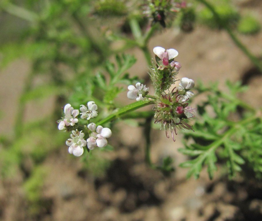 Прицепник плоскоплодный
