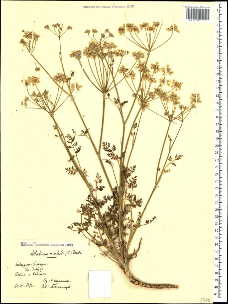 Семена Astrodaucus orientalis