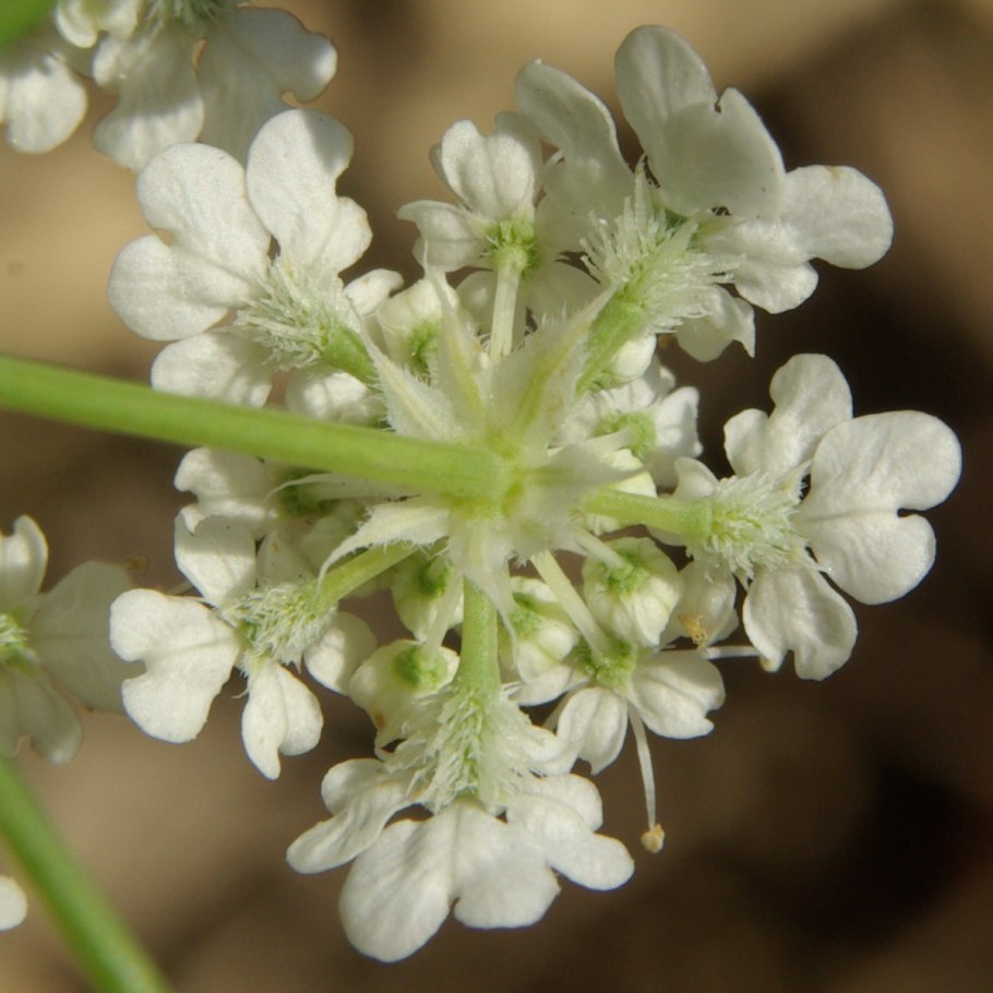 Astrodaucus orientalis