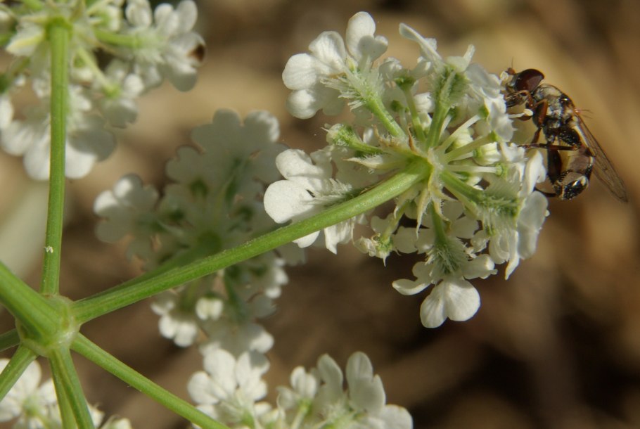 Astrodaucus orientalis Drude