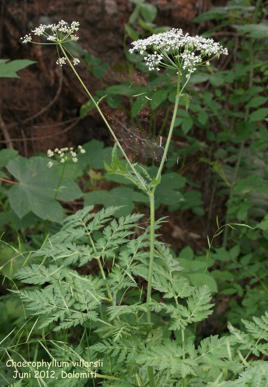 Прицепник (зонтичные)