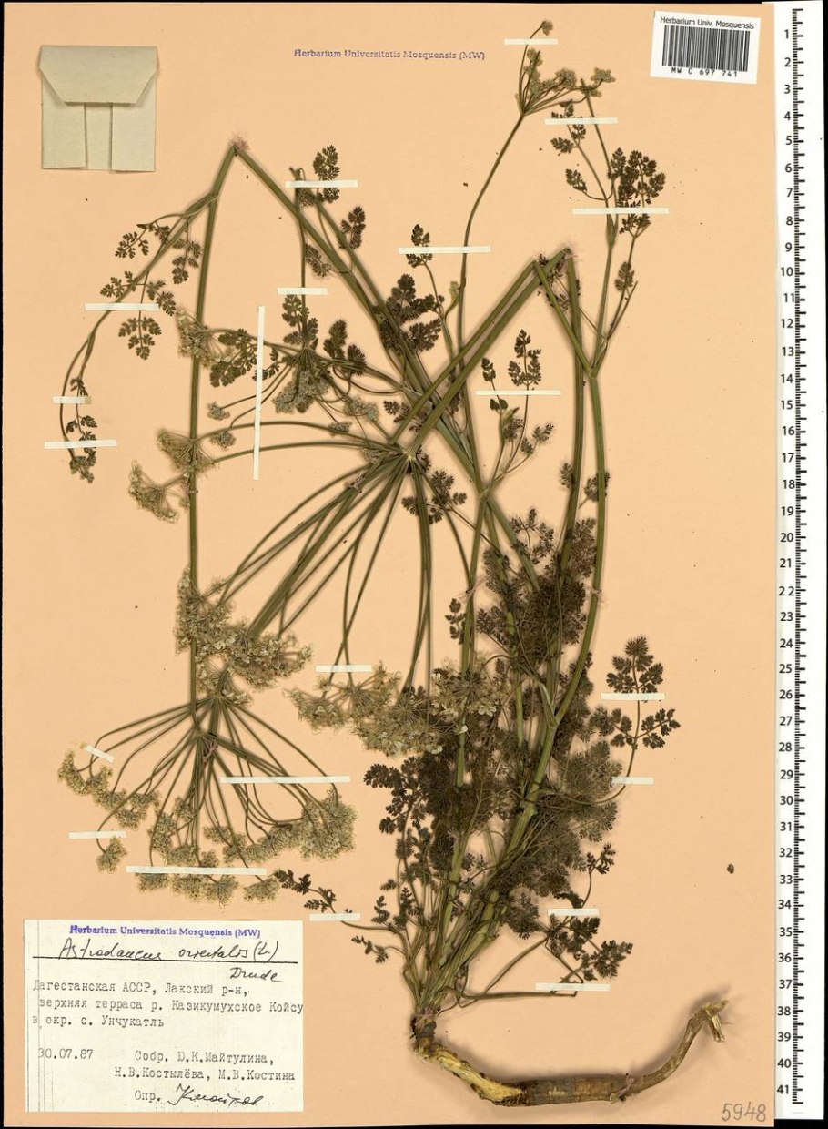 Морковница Восточная Astrodaucus orientalis (l.) Drude