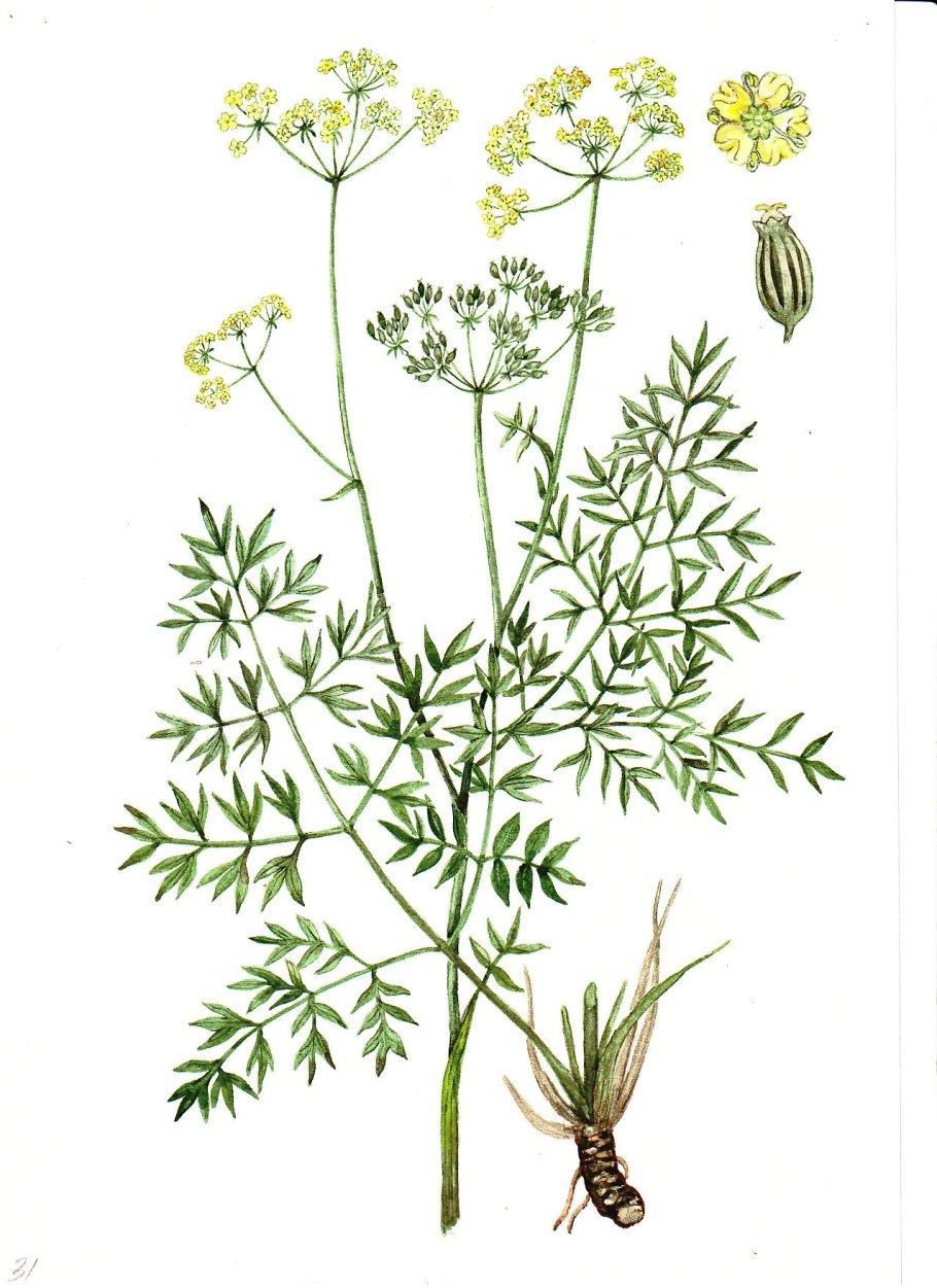 Caucalis latifolia