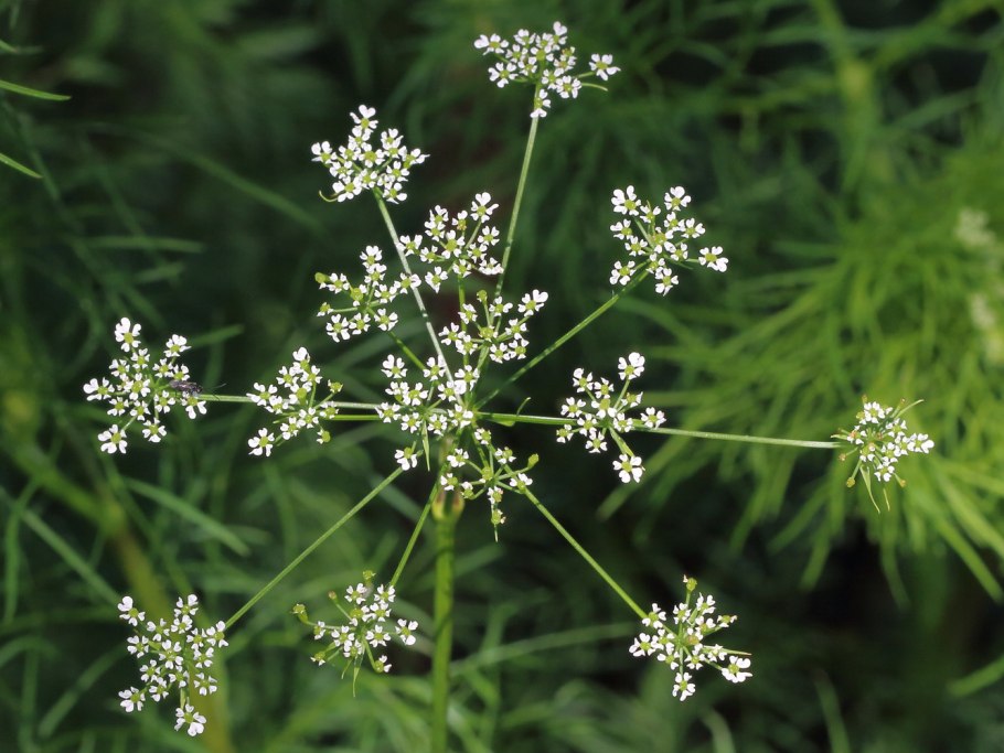 Морковник Шушан