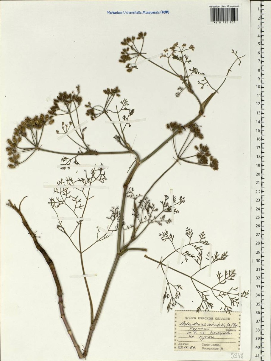 Astrodaucus orientalis Drude