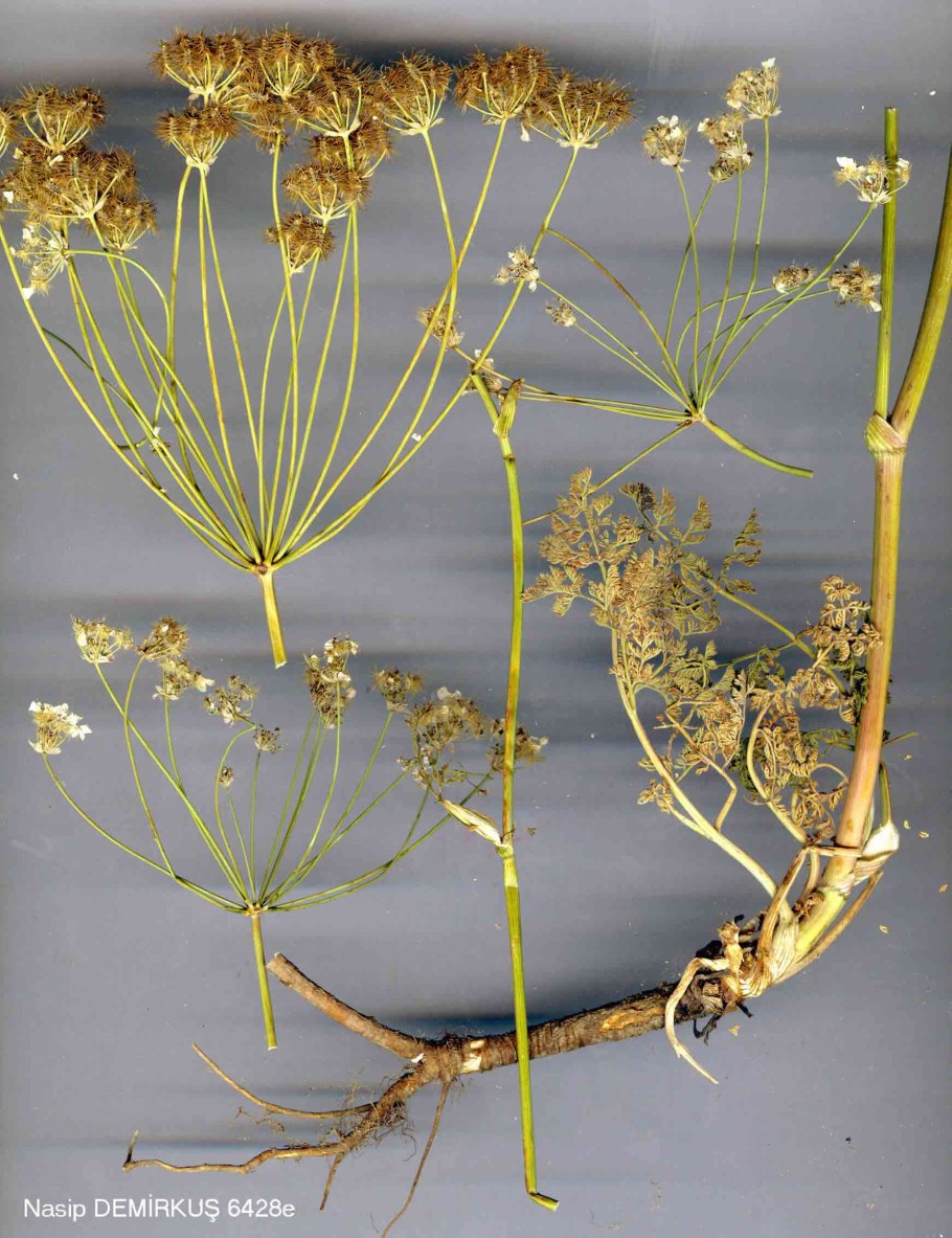 Astrodaucus orientalis