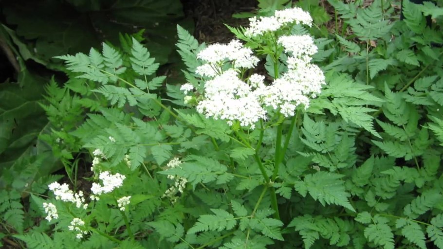 Кориандр растение