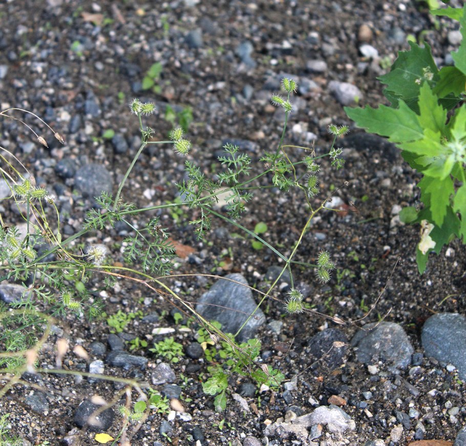 Бутень морковник