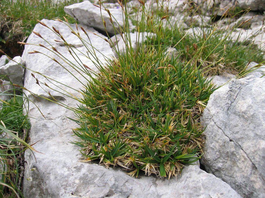 Пушица (Eriophorum)