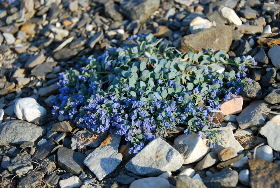 Мертензия морская