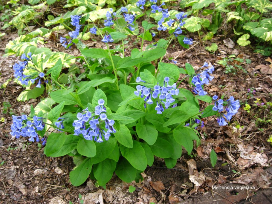 Мертензия азиатская
